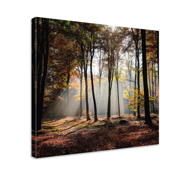 Forest light rays landscape canvas - TenStickers