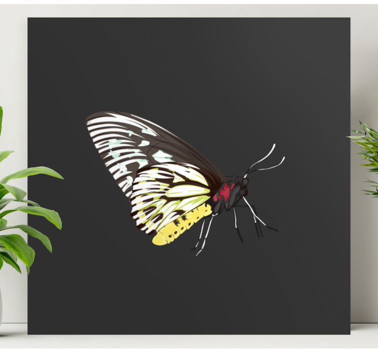 Butterfly canvas elegant butterfly design - TenStickers