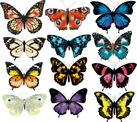 Animal vinyl rug butterfly design - TenStickers