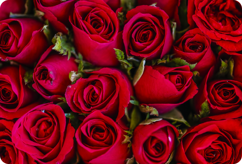 Red floral style floral vinyl rug - TenStickers