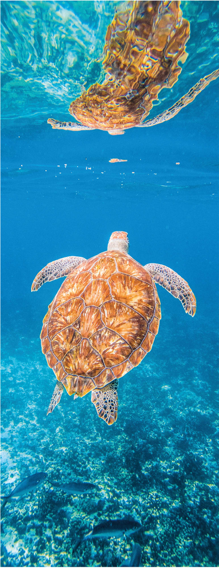 Bathroom vinyl rug beautiful turtle underwater - TenStickers