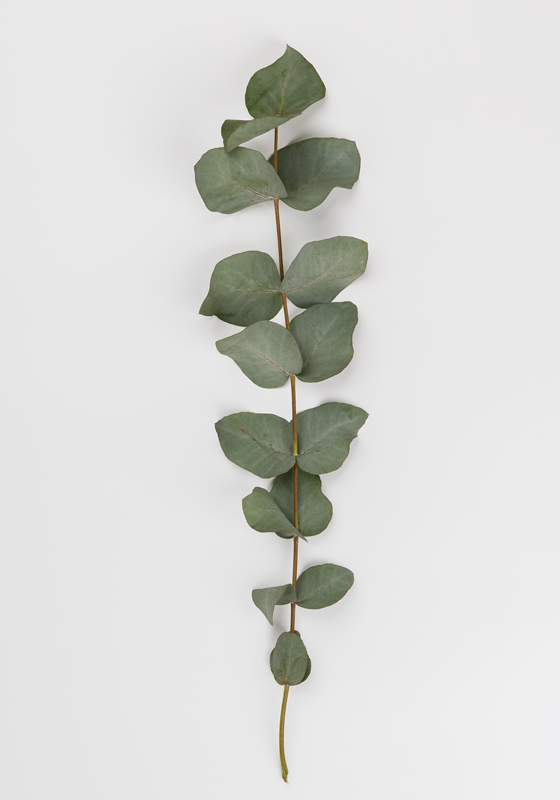 Floral vinyl rug with eucalyptus leaves design - TenStickers