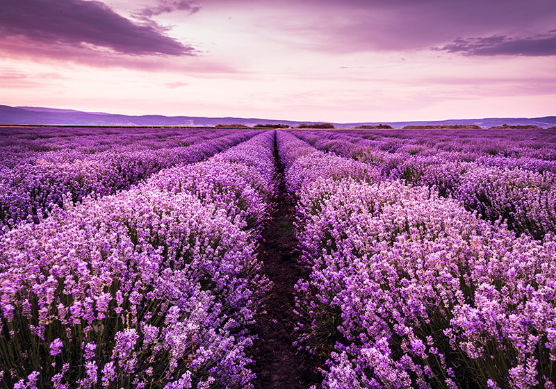 Purple vinyl rug lavender flowers in provence - TenStickers