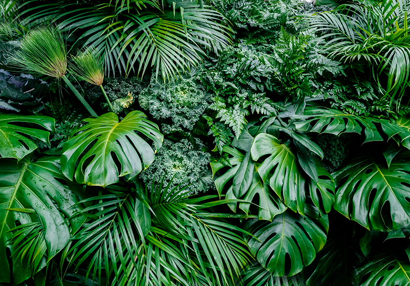 Green vinyl rug inspired by sunny jungle wallpaper - TenStickers