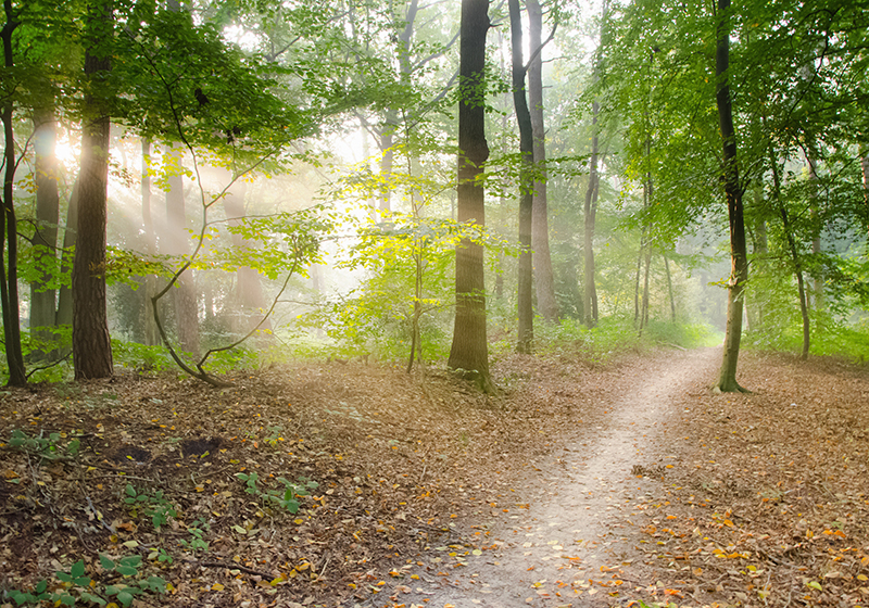 Green vinyl rug tranquility of the forest path - TenStickers