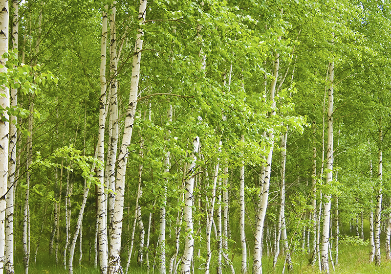 Green vinyl rug birch tree - TenStickers