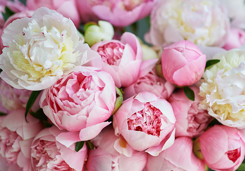 Pink vinyl rug bouquet of pink roses - TenStickers