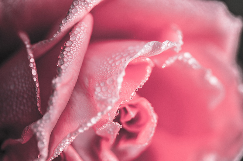 Amazing pink rose vinyl rug for dining room - TenStickers