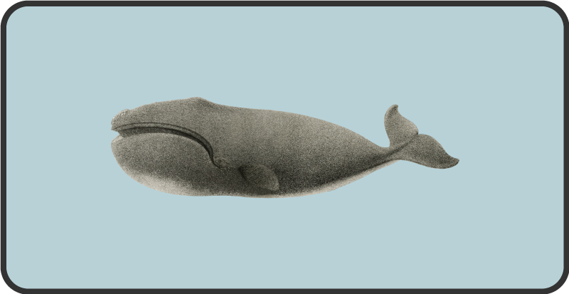 Whale silhouette design animal vinyl rug - TenStickers