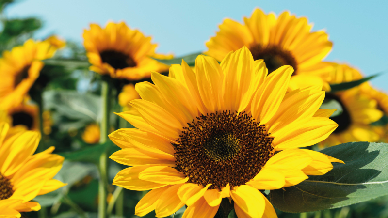 One sun flower close up floral vinyl rug - TenStickers