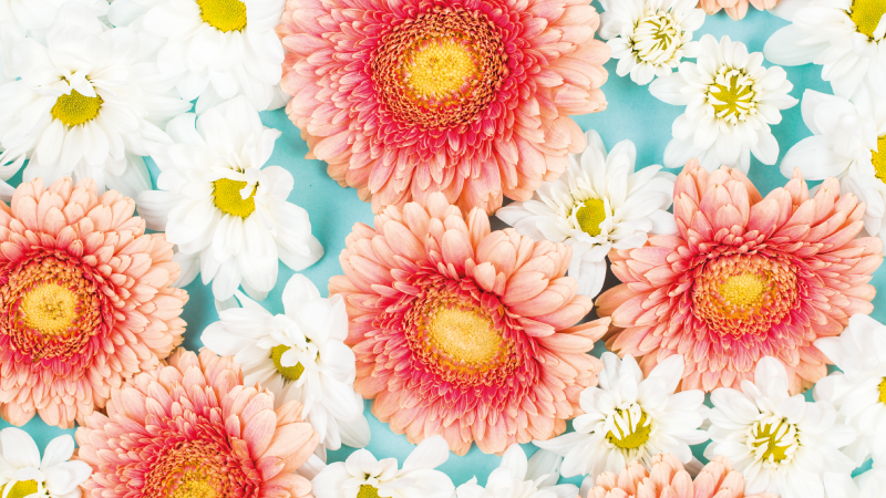 Daisy flowers close up floral vinyl rug - TenStickers