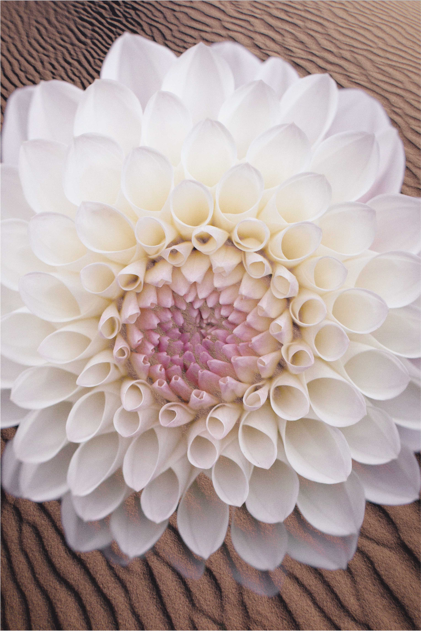 Graceful Bloom Composition floral vinyl rug - TenStickers