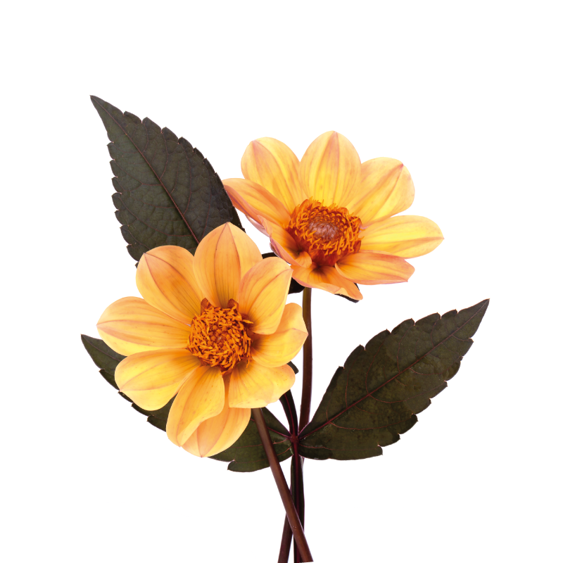 Lively Bloom Composition floral vinyl rug - TenStickers