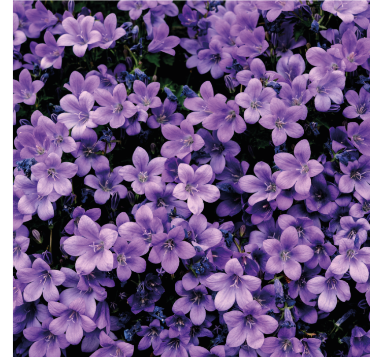 Vague purple flowers flowers wallpaper - TenStickers